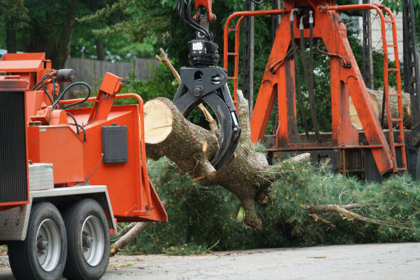 Best Tree Maintenance Programs  in Kalaheo, HI